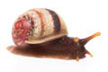 Acavus haemastoma haemastoma Mirrisa, Sri Lanka juvenil, 15 mm